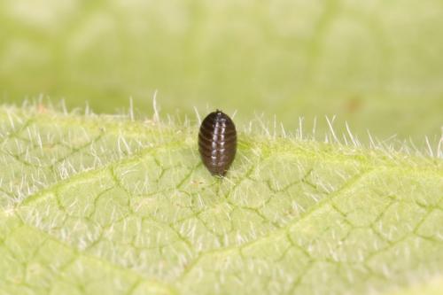 Phytomyza sp.