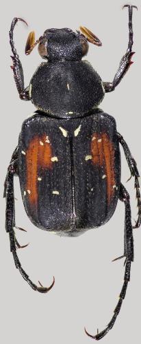 Réf. 251 588 : Paratrichius akane