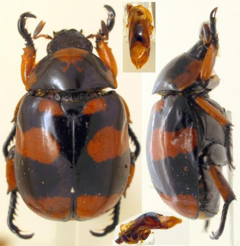 Réf. 251 451 : Rutelarcha bakeri