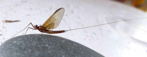 Réf. 251 282 : Rhithrogena puytoraci