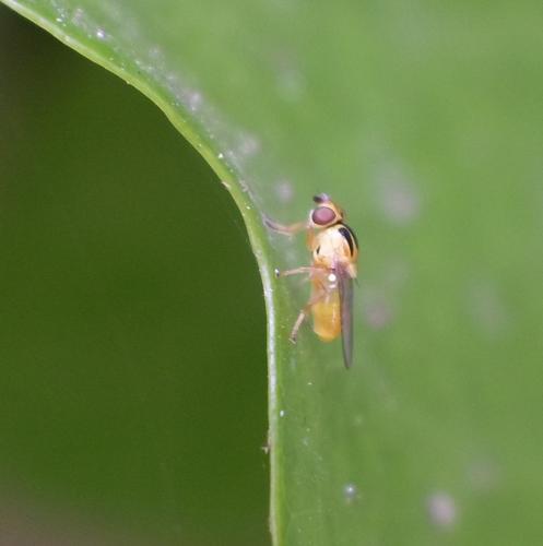 Thaumatomyia sp.