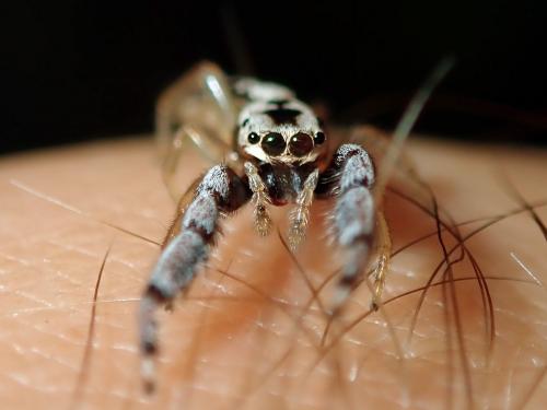 Réf. 251 479 : Corambis sp.