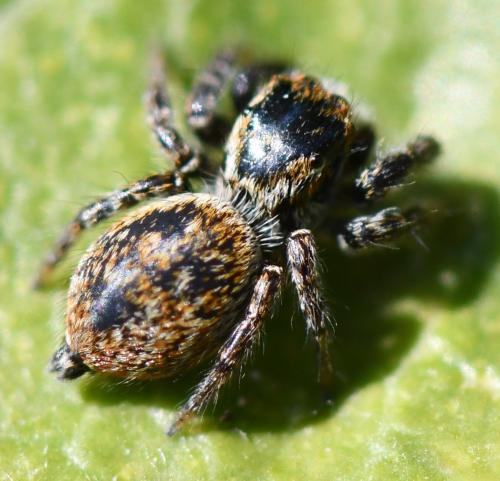 Réf. 251 248 : Carrhotus xanthogramma