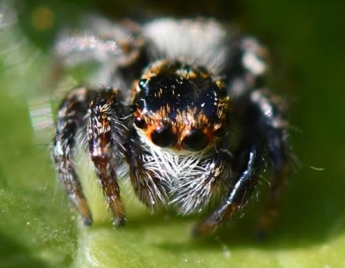 Carrhotus xanthogramma