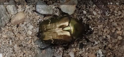 Réf. 251 815 : Potosia cuprea