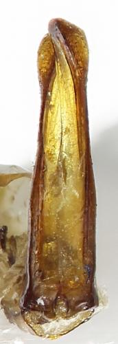 Ectinohoplia soror