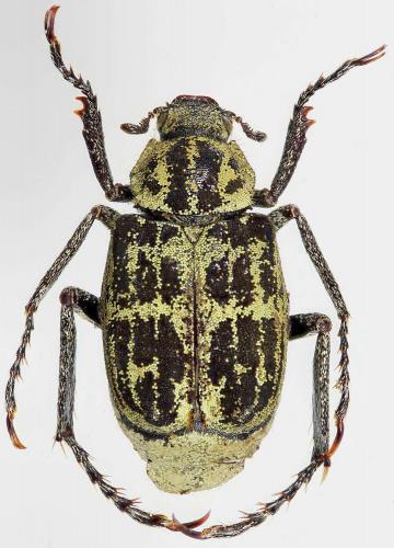 Ectinohoplia soror