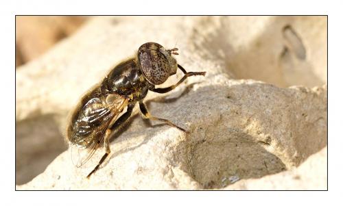 Réf. 251 085 : Eristalinus aeneus
