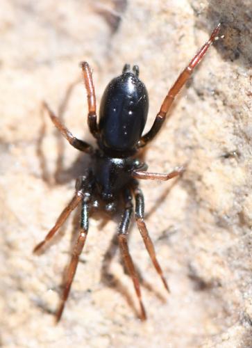 Réf. 251 432 : Trachyzelotes pedestris