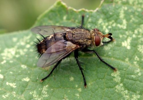 Peleteria iavana