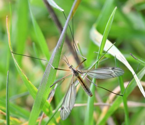 Réf. 251 796 : Tipula vernalis