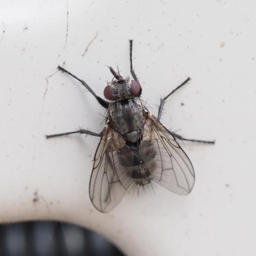 Réf. 251 366 : Triarthria setipennis