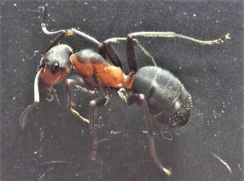 Réf. 251 524 : Formica pratensis