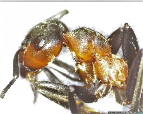 Réf. 251 525 : Formica pratensis