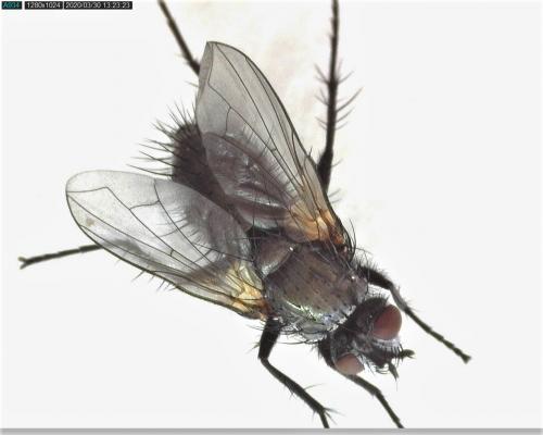Macquartia tenebricosa