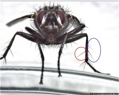Macquartia tenebricosa