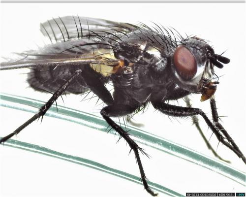 Macquartia tenebricosa