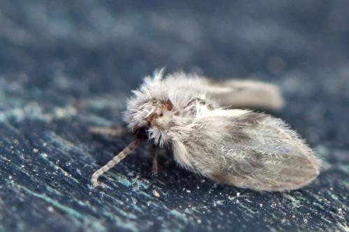 Psychoda surcoufi
