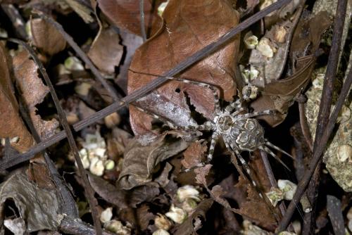 Hersilia sp.