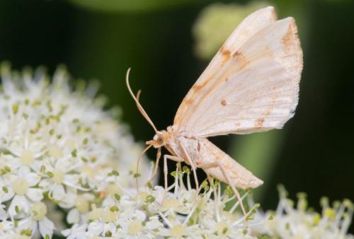 Réf. 251 329 : Gandaritis pyraliata