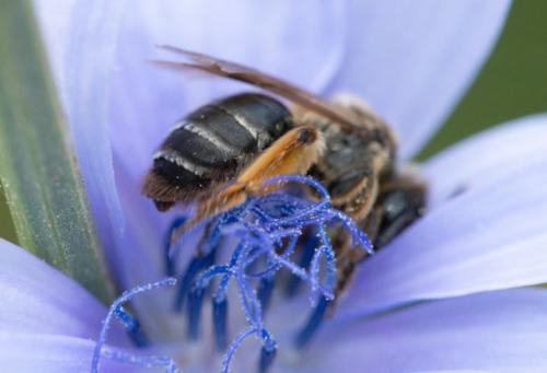 Andrena sp.