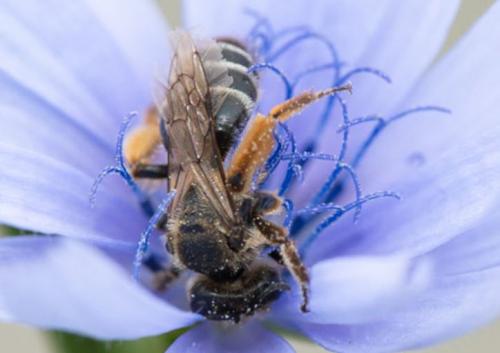 Andrena sp.