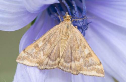 Loxostege sticticalis