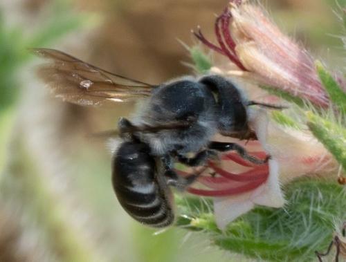 Osmia sp.
