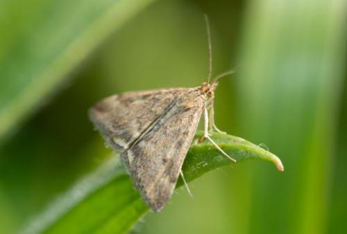 Pyrausta despicata