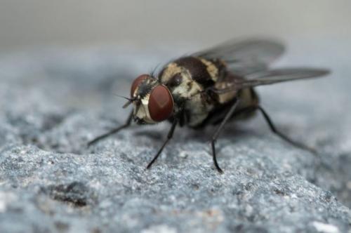 Réf. 251 326 : Limnophora sp.