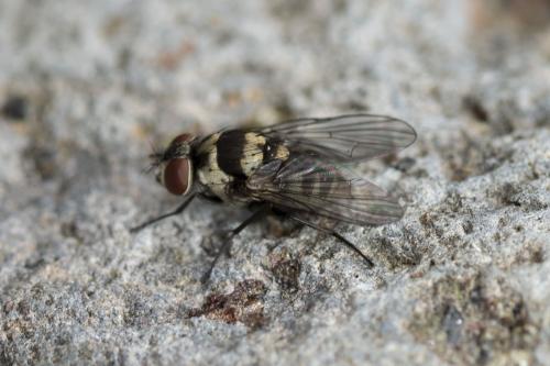 Réf. 251 328 : Limnophora sp.