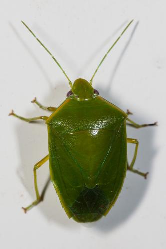 Glaucias sp.
