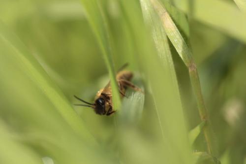 Andrena sp.