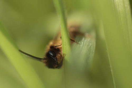Andrena sp.