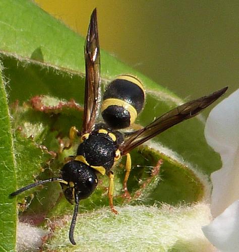 Réf. 251 663 : Ancistrocerus sp.