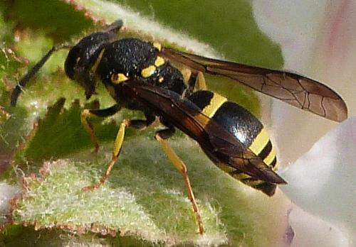 Réf. 251 664 : Ancistrocerus sp.