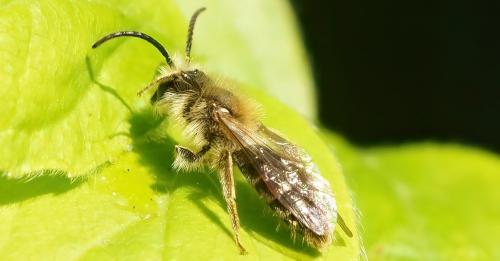 Andrena sp.