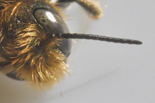 Réf. 251 327 : Osmia caerulescens