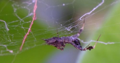 Uloborus plumipes