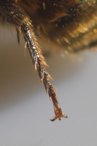 Osmia caerulescens