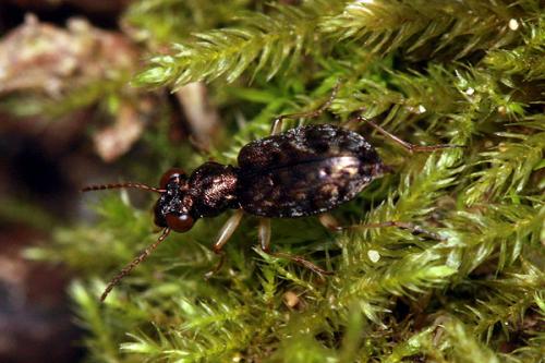 Asaphidion sp.