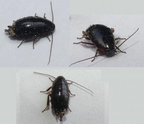 Réf. 251 906 : Loboptera sp.