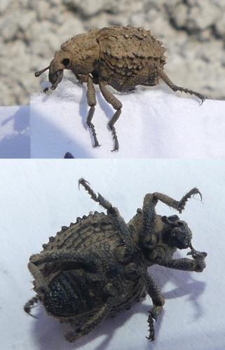 Brachycerus muricatus