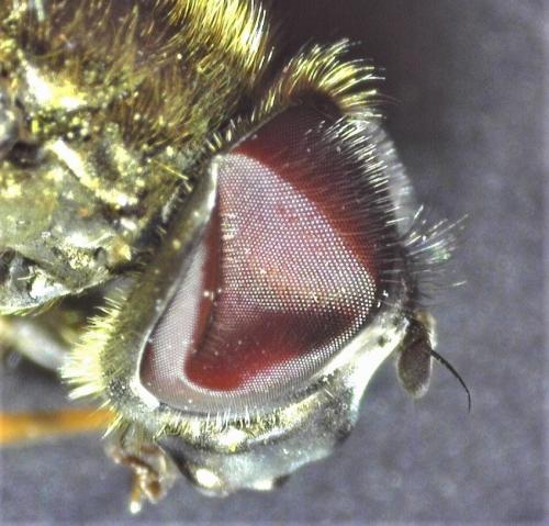 Cheilosia sp.