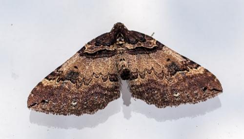 Réf. 251 764 : Earophila badiata