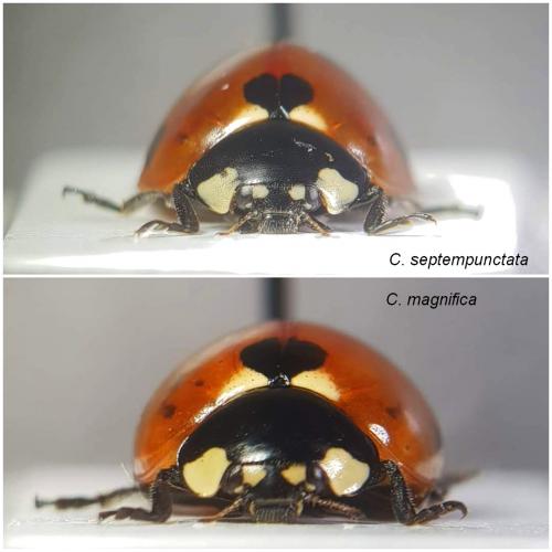 Coccinella divers
