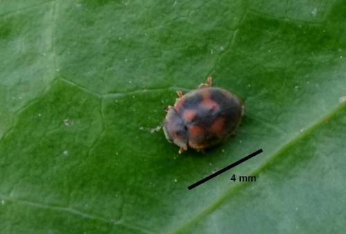Novius cardinalis