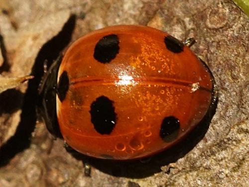 Réf. 251 347 : Coccinella magnifica