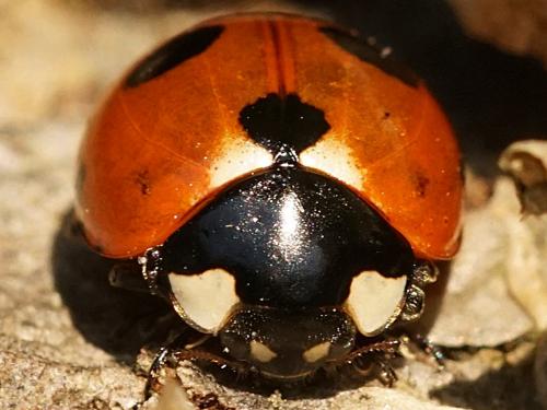 Réf. 251 346 : Coccinella magnifica
