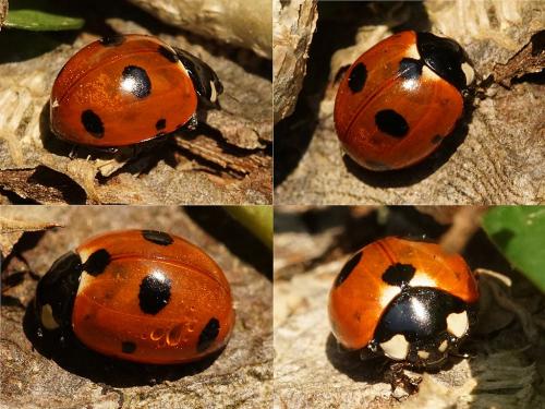 Coccinella magnifica